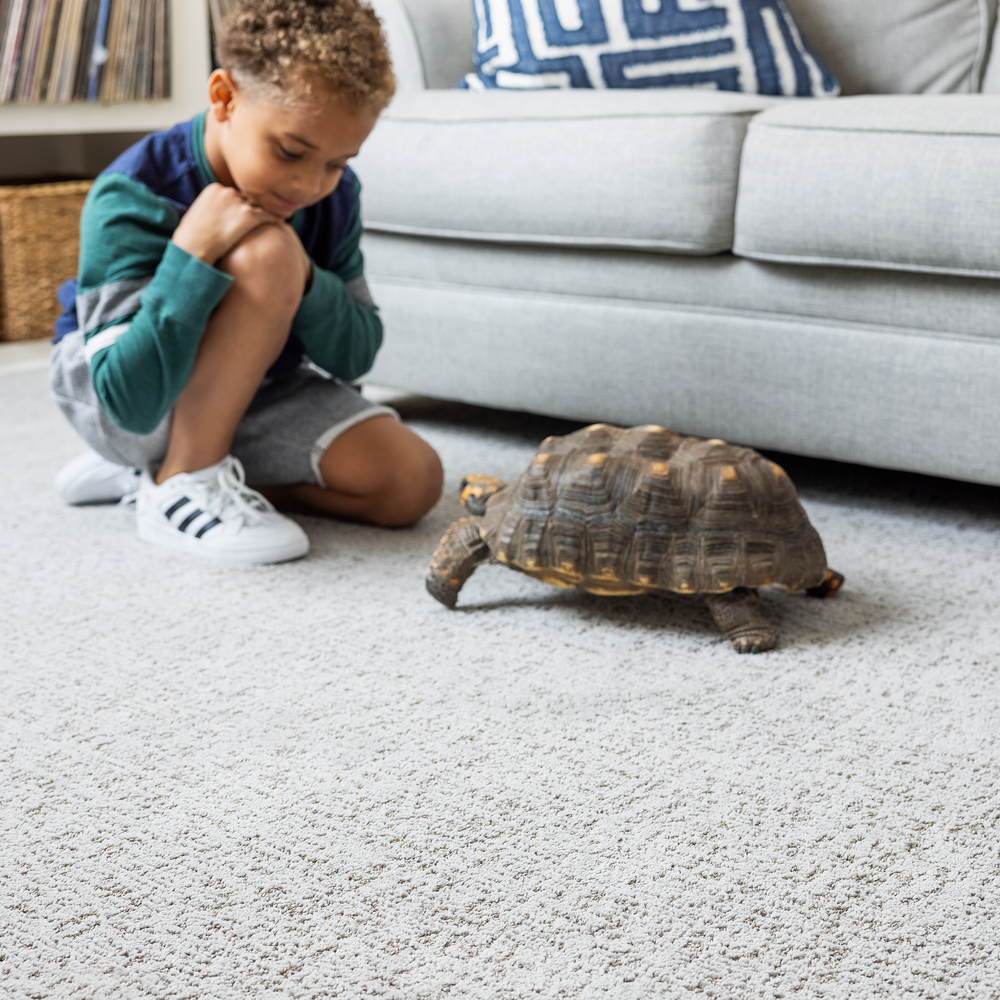 Shaw Floors Home Within 5E583-00503 