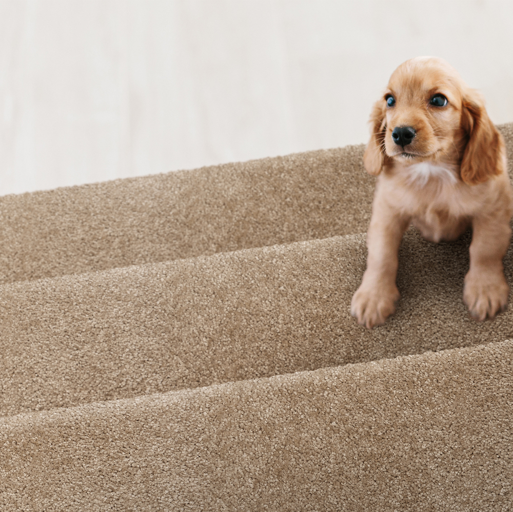Stanton Henry Sand Dog-STAIR
